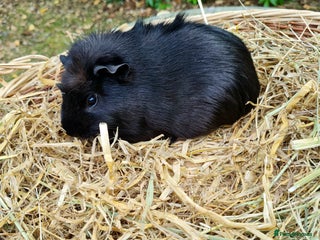Guinea Pig rodents Baby guinea pigs for sale - Advert 2