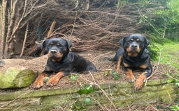 Rottweiler dogs for sale: KC Registered German Rottweiler Puppies - Image 17