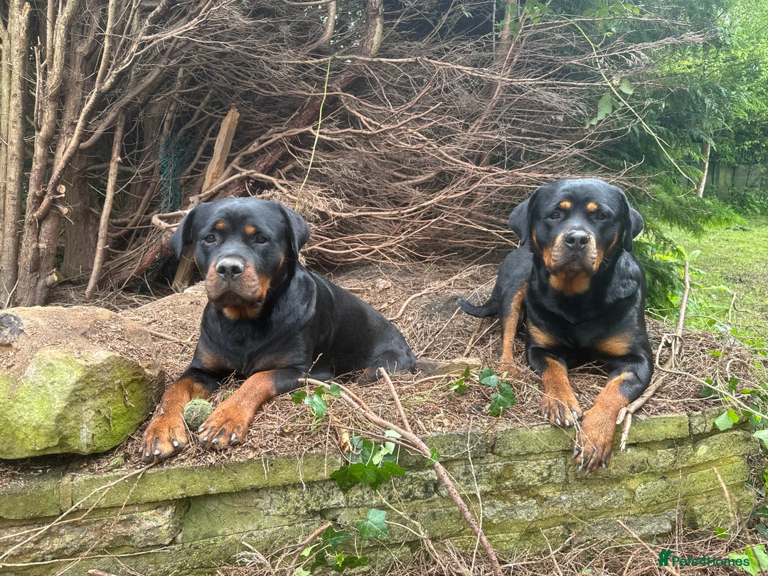Rottweiler dogs for sale: KC Registered German Rottweiler Puppies - Image 17