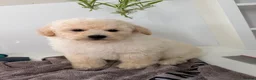 Poochon dogs for sale: Health tested poochons  - Advert 9