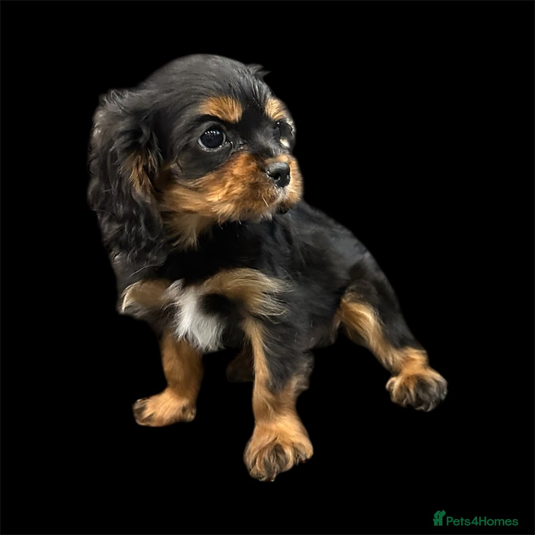 Cavalier King Charles Spaniel dogs for sale: 💫 DNA CLEAR CAVALIER KING CHARLES PUPPIES 💫  - Image 4
