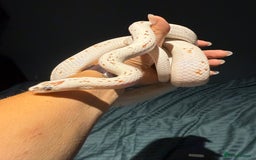 Corn Snake reptiles for sale: Rare Palmetto Corn Snake - Image 6
