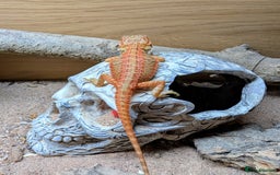 Bearded Dragon reptiles for sale: 50% & 100% red monster bearded dragons  - Image 25