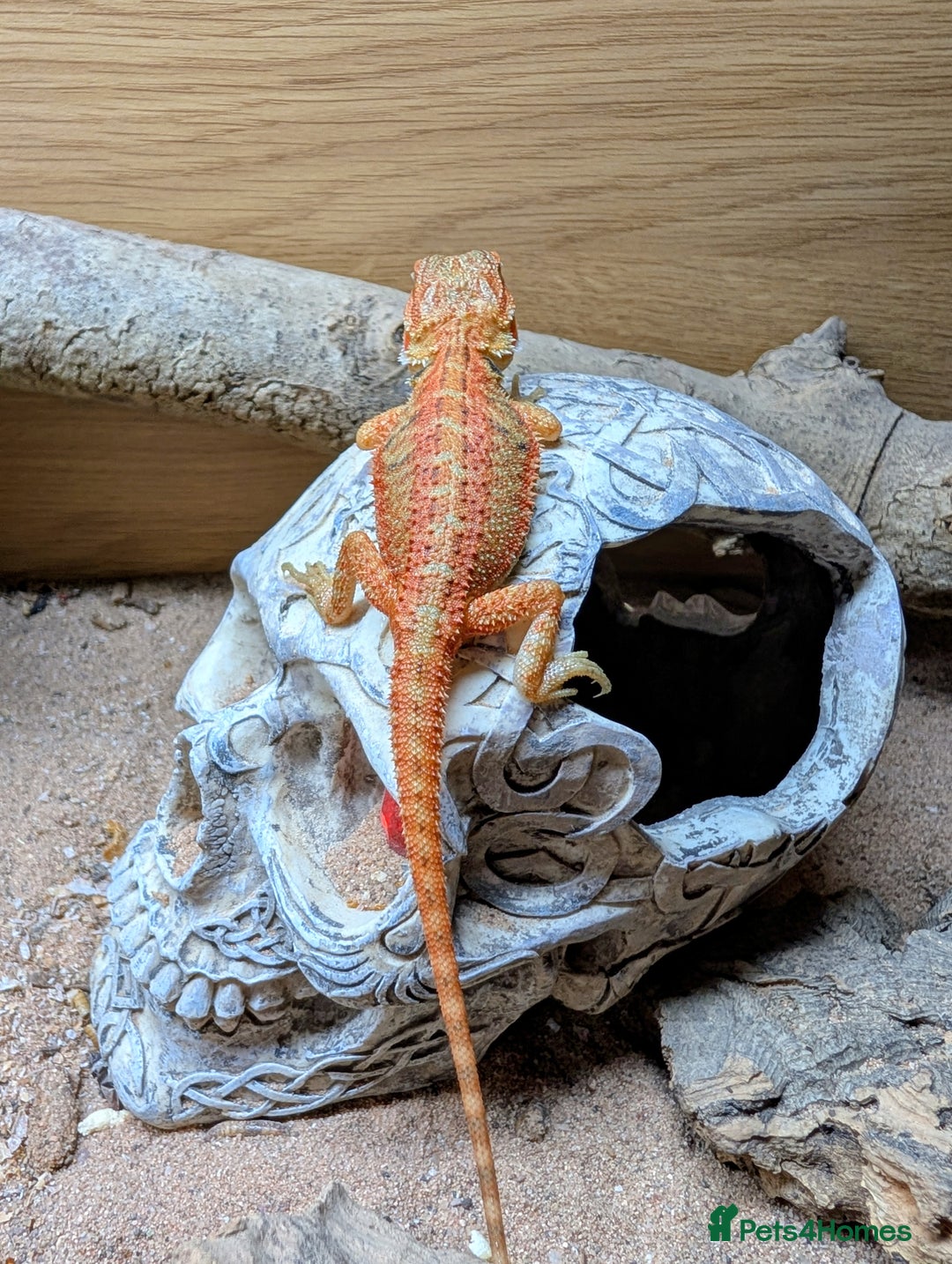 Bearded Dragon reptiles for sale: 50% & 100% red monster bearded dragons  - Image 25