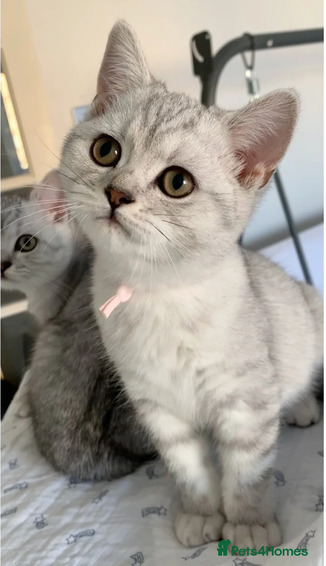 British Shorthair cats for sale: Beautiful British Shorthair Babies 🤍 - Advert 1