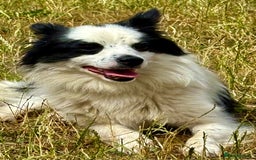 Chihuahua dogs for adoption: Toffy in West Malling - Image 3