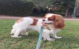 Cavalier King Charles Spaniel dogs for sale: Cavalier King Charles Spaniel Girl - Advert 1