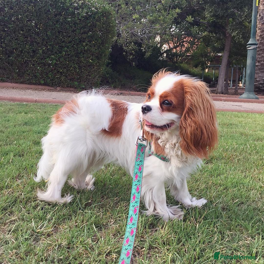 Cavalier King Charles Spaniel dogs for sale: Cavalier King Charles Spaniel Girl - Advert 1
