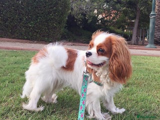 Cavalier King Charles Spaniel dogs for sale: Cavalier King Charles Spaniel Girl - Advert 1