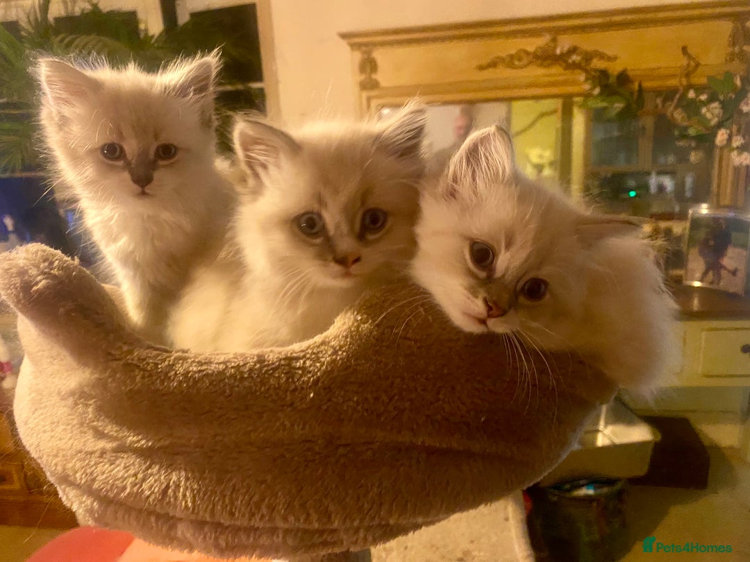 Siberian cats for sale: x5 Adorable Pure Siberian Kittens to re-home😻 - Image 9