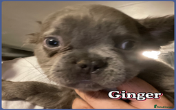 French Bulldog dogs for sale: Pedigree  French bulldogs ready to leave  - Image 16
