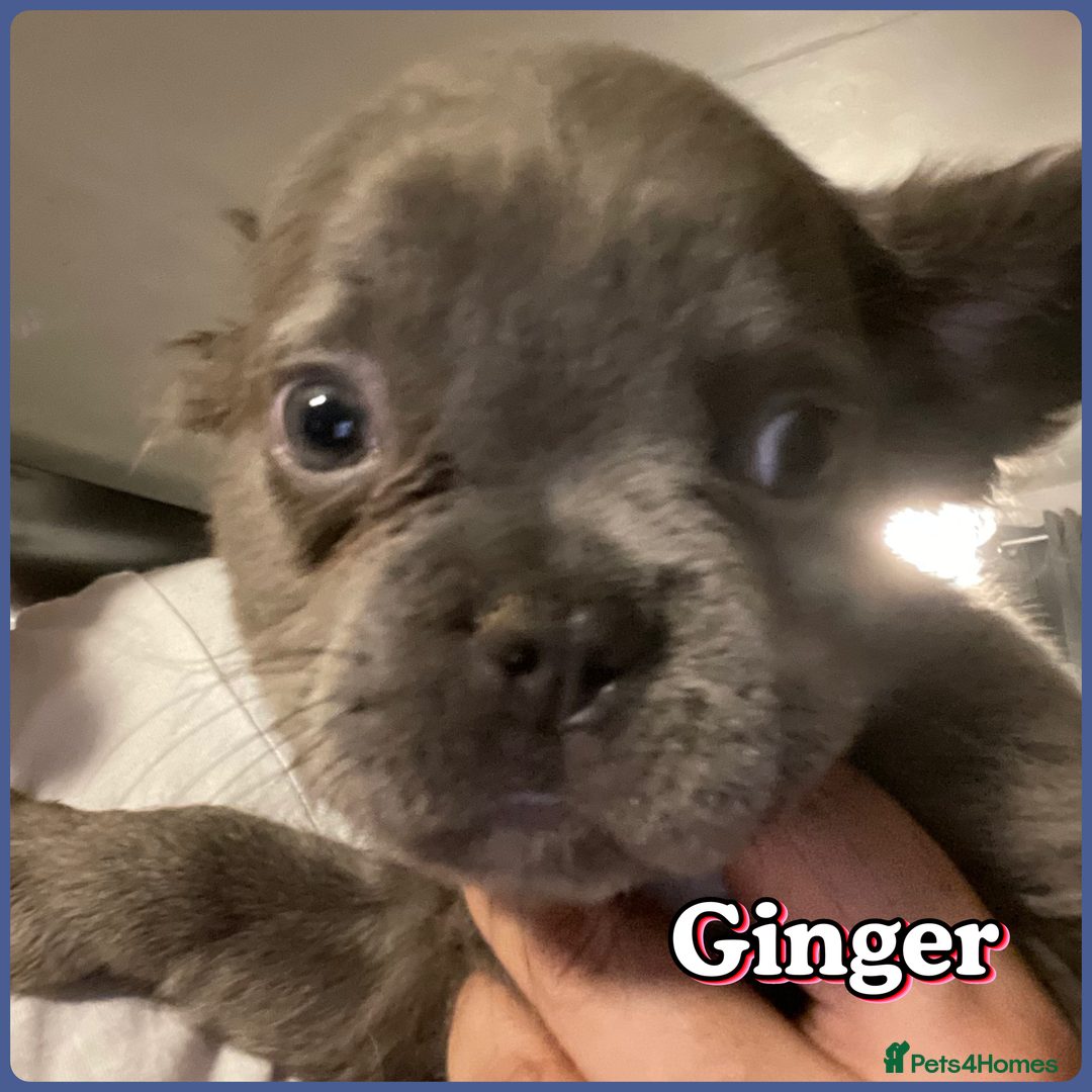 French Bulldog dogs for sale: Pedigree  French bulldogs ready to leave  - Image 16