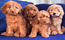 Cockapoo dogs for sale: Beautiful cockapoo puppies only  girls left  - Image 8