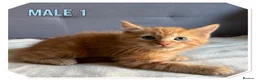 American Shorthair cats for sale: Beautiful Ginger kittens - READY FOR NEW HOMES! - Advert 2