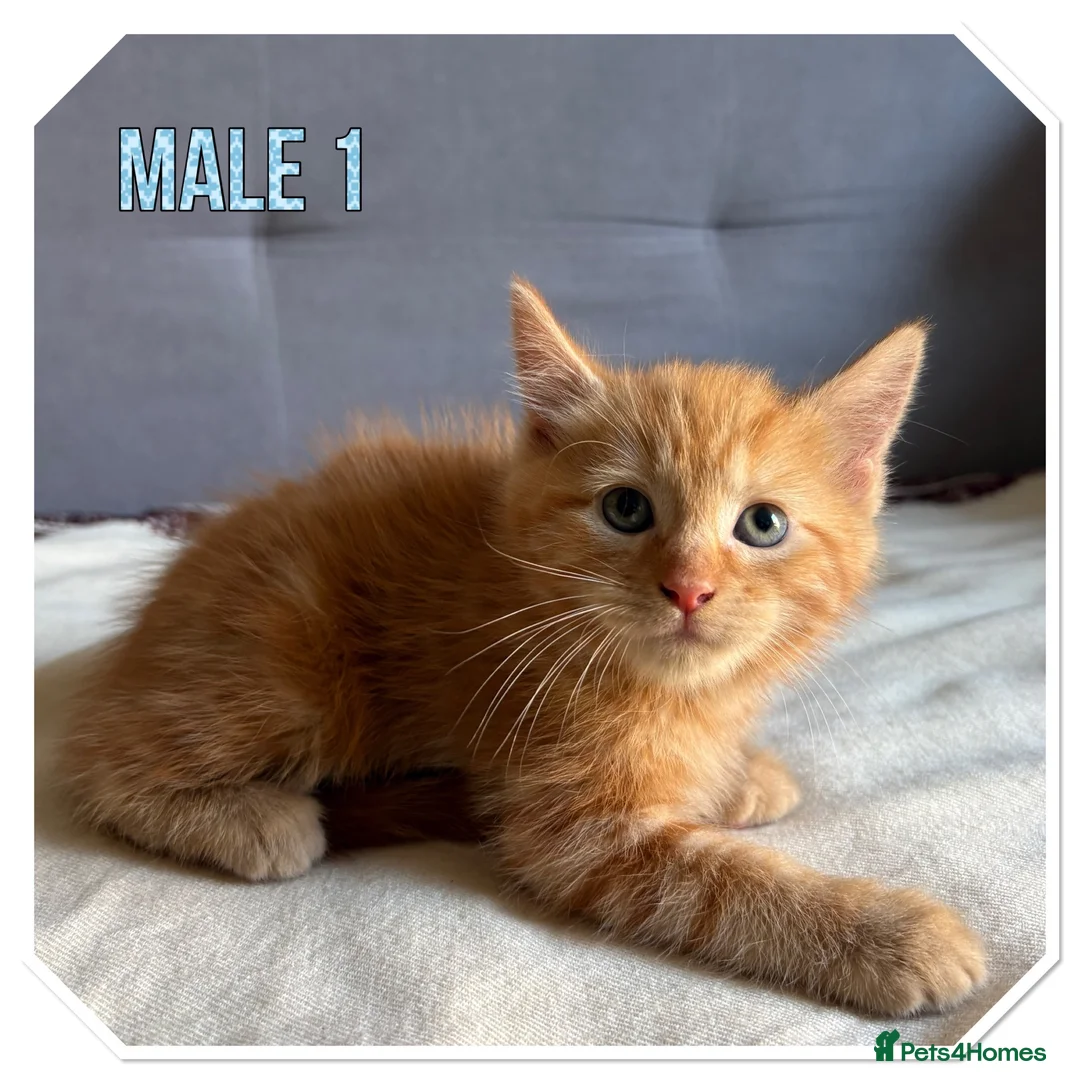 American Shorthair cats for sale: Beautiful Ginger kittens - READY FOR NEW HOMES! - Advert 2
