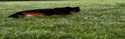 German Shepherd dogs for stud: ⭐️ Vonrocka tajfun ⭐️ - Advert 6