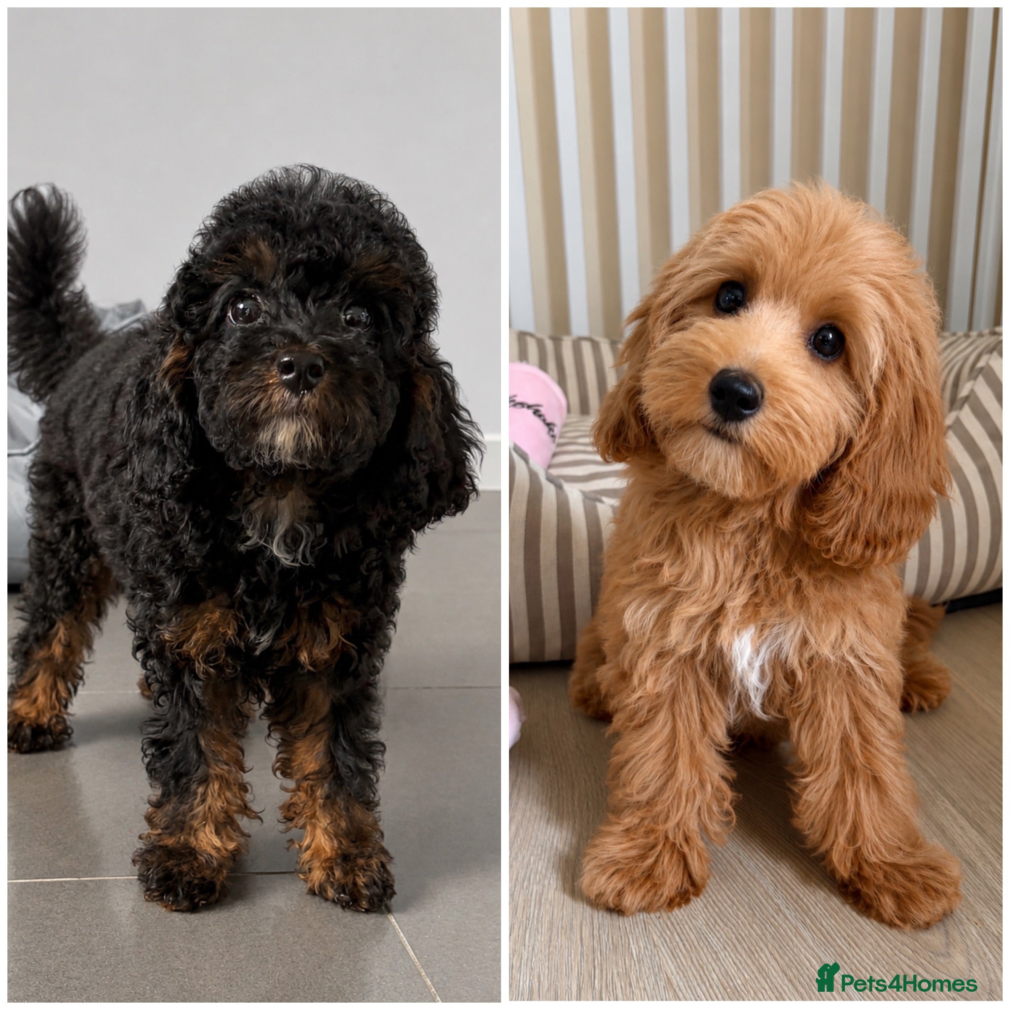 Cockapoo dogs Health tested cockapoo puppies  - Advert 1