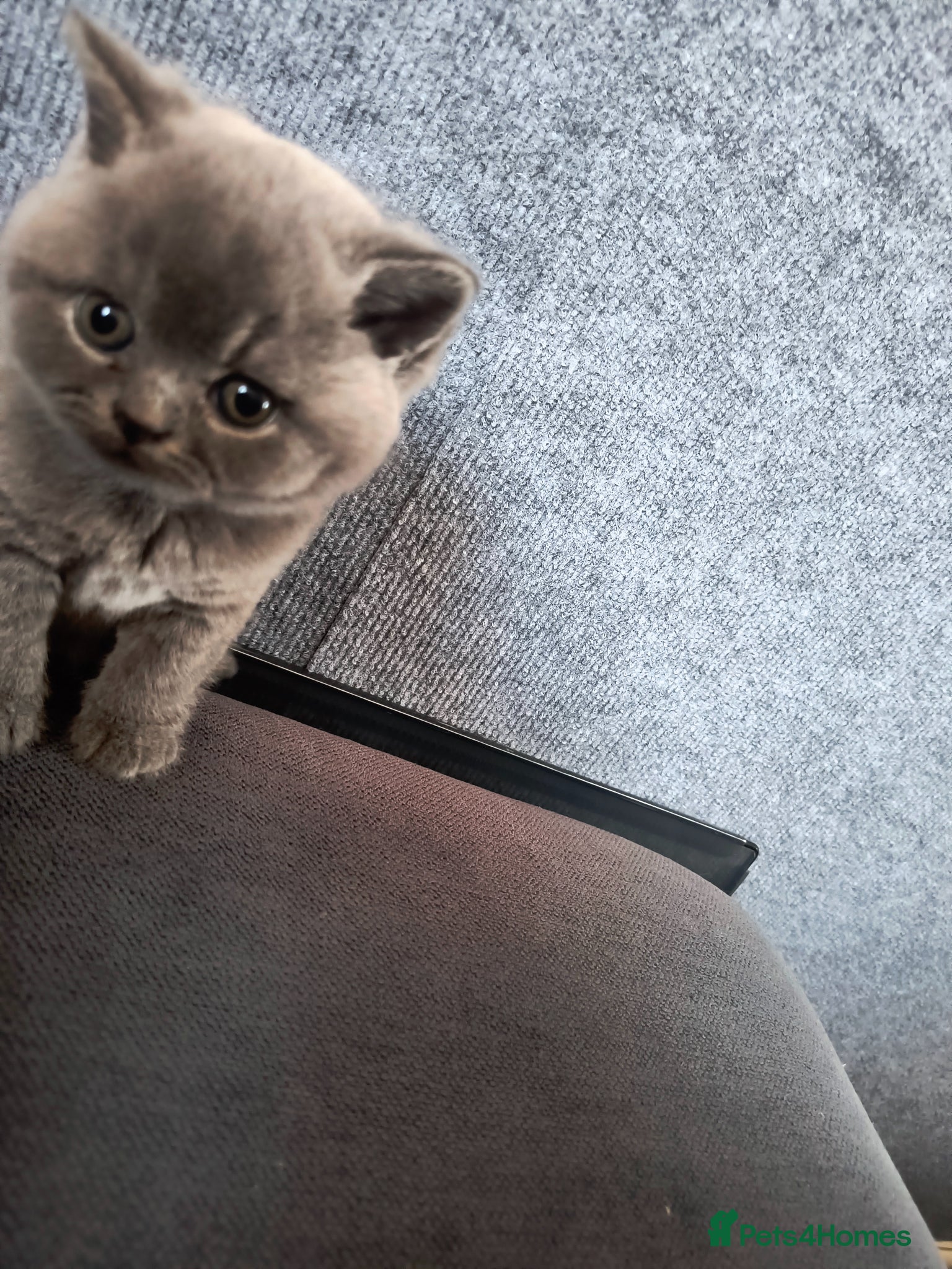 British Shorthair cats Exceptional. Fantastic girl. With silver pedigree. - Advert 2