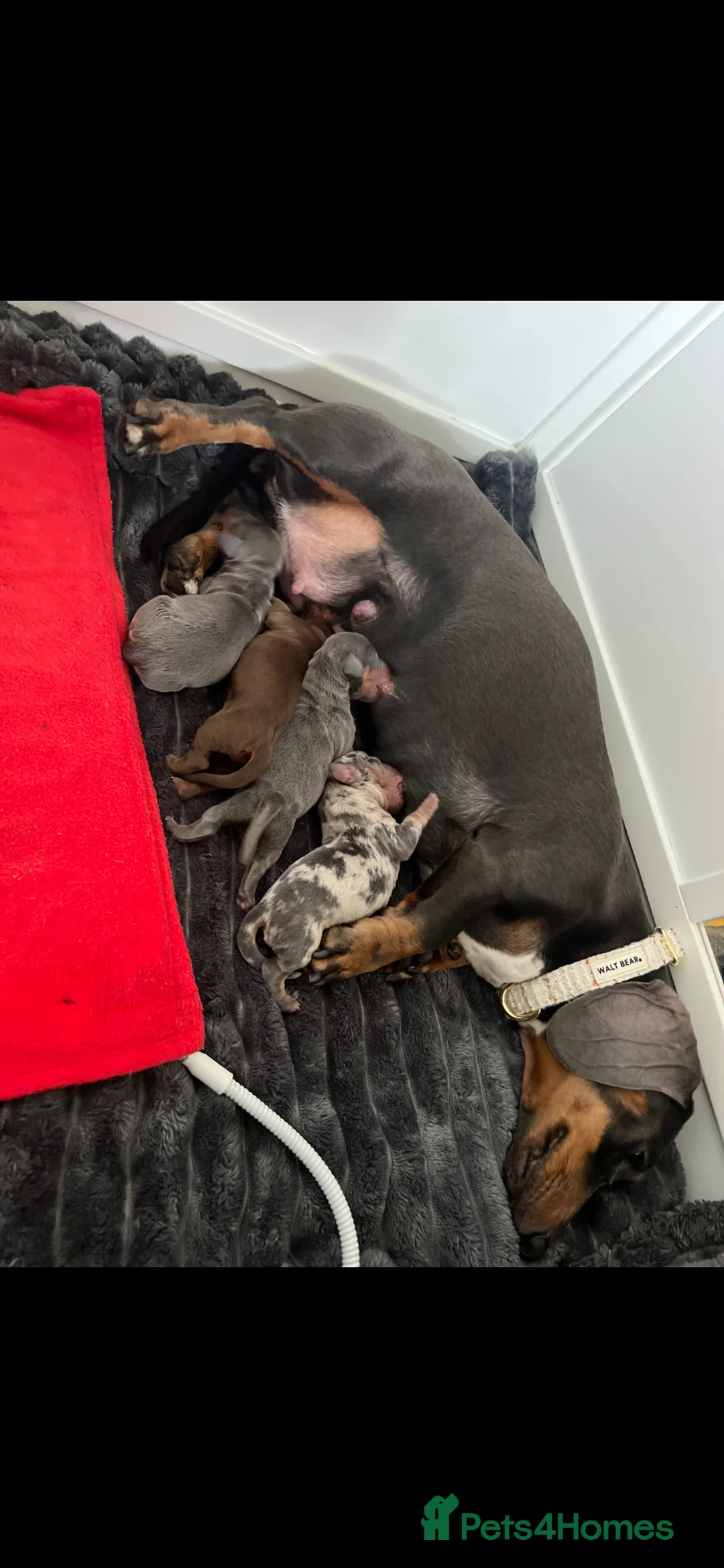 Miniature Dachshund dogs for sale: Gorgeous miniature dachshund puppys - Advert 1