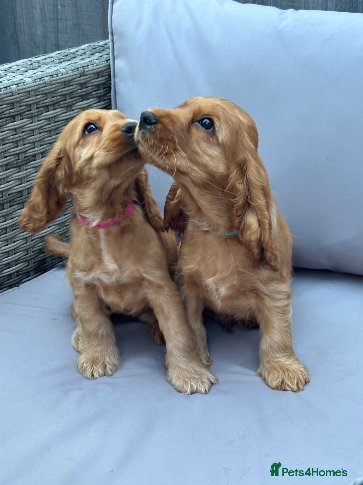 Cocker Spaniel dogs KC SHOW COCKER SPANIEL PUPS GOLDEN - Advert 2