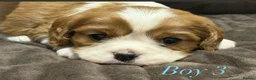 Cavalier King Charles Spaniel dogs for sale: DNA HEALTH TESTED CAVALIER KING CHARLES  - Advert 14