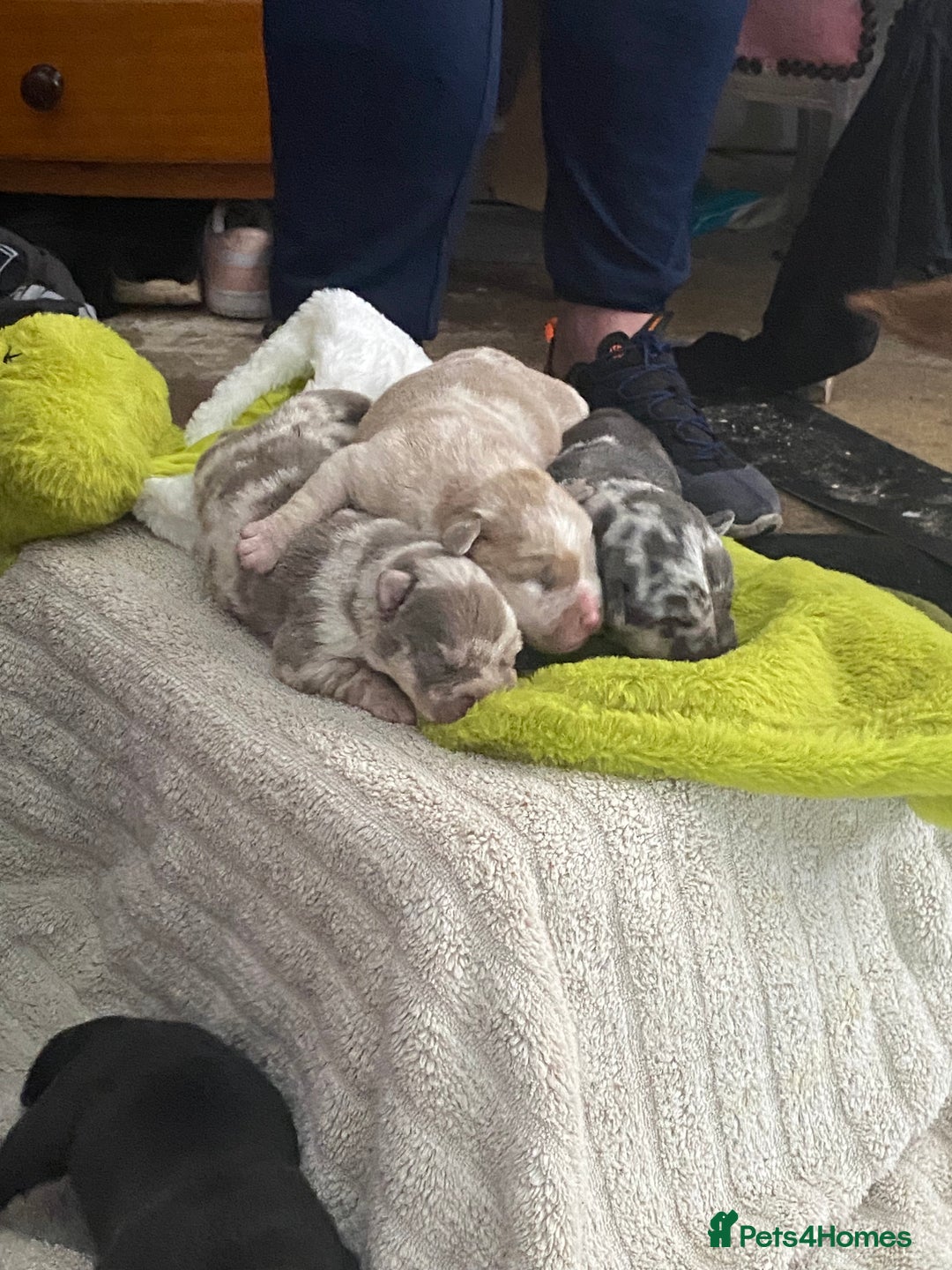 Mixed Breed dogs for sale: Can shepards - Advert 6