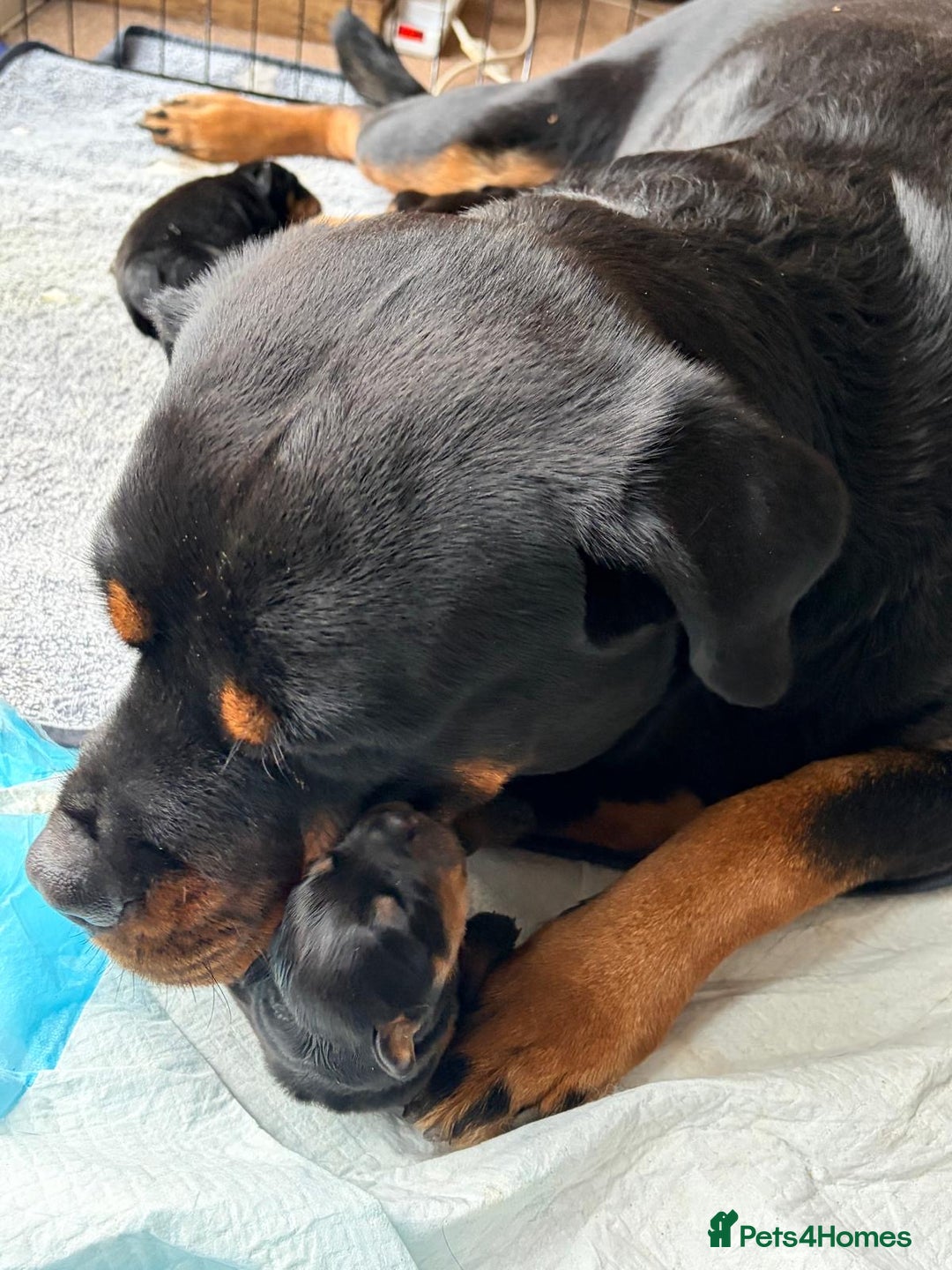 Rottweiler dogs for sale: KC Rottweiler puppies  - Advert 3