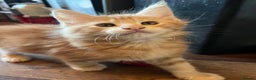 Maine Coon cats for sale: Ready now Beautiful chunky Maine coon kittens - Advert 6