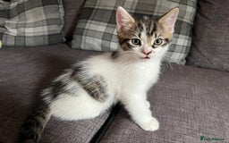 Mixed Breed cats for sale: 2 male kittens for sale  - Image 2