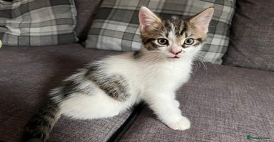 Mixed Breed cats - Advert 1