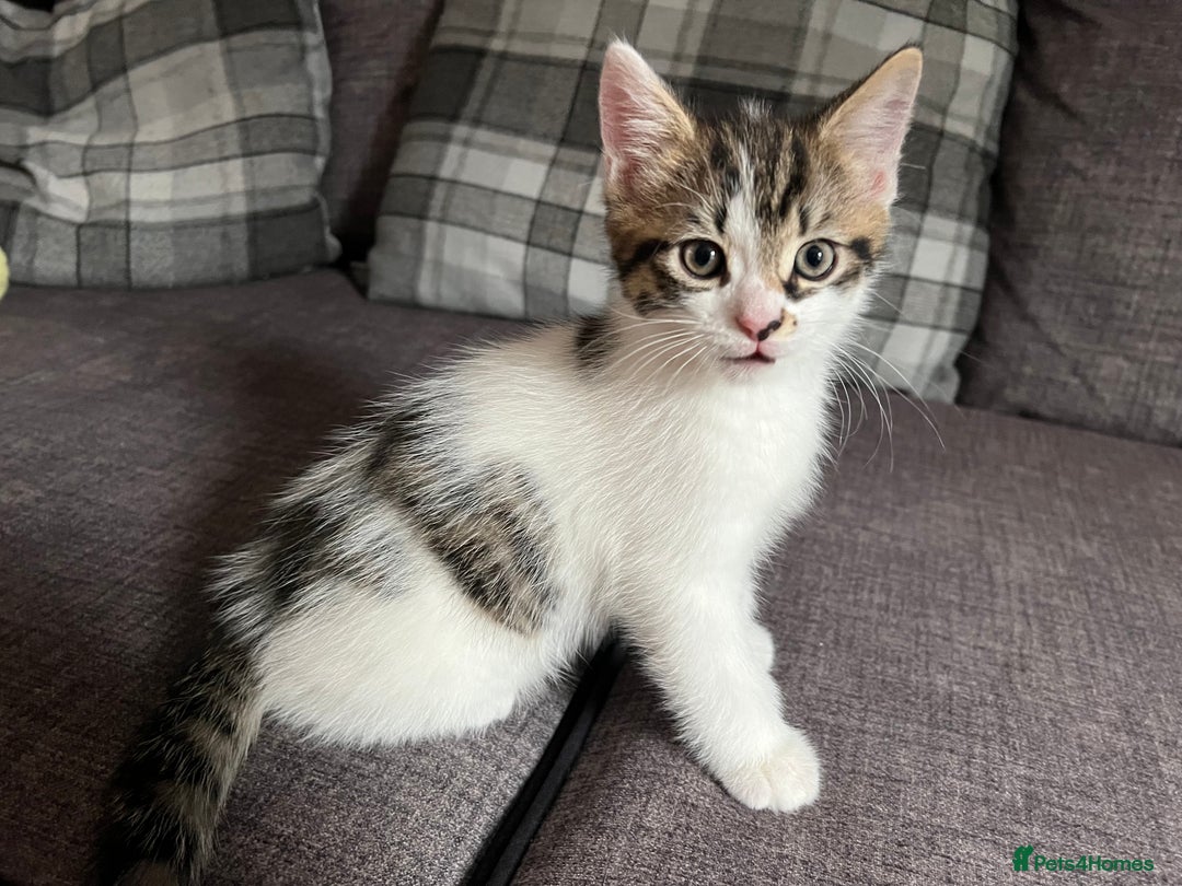 Mixed Breed cats for sale: 2 male kittens for sale  - Image 2