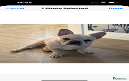 French Bulldog dogs for sale: Male French bulldog carrying Pink, Blue & fluffy - Image 2