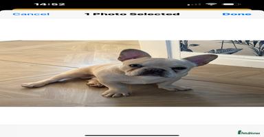 French Bulldog dogs - Advert 2