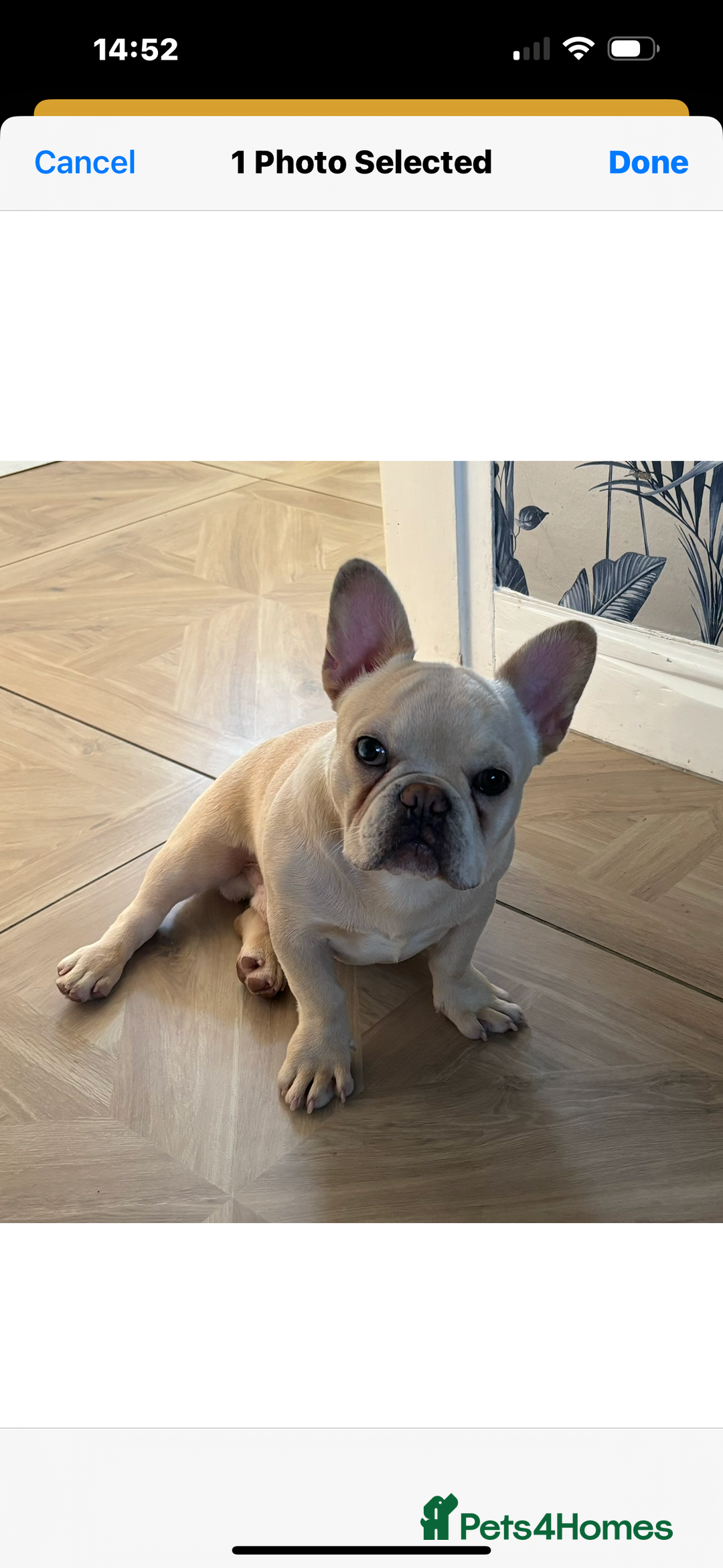 French Bulldog dogs for sale: Male French bulldog carrying Pink, Blue & fluffy - Image 2