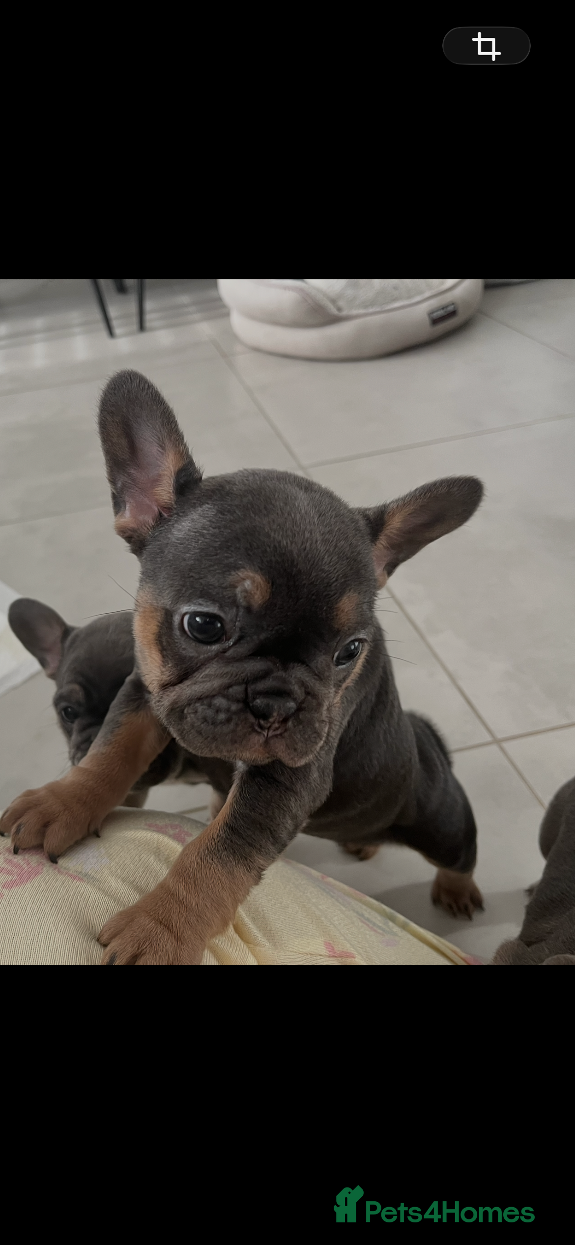 French Bulldog dogs 1 French bulldog girl available  - Advert 13