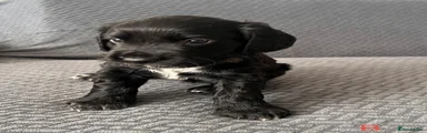Sprocker 1