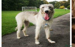 Deerhound dogs for adoption: Gentle Deerhound Cross Hunter Seeks Loving Home - Image 1