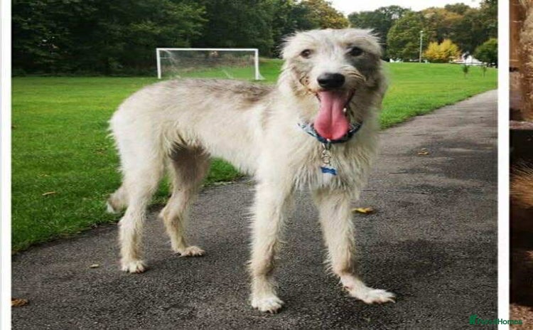 Deerhound dogs - Advert 1