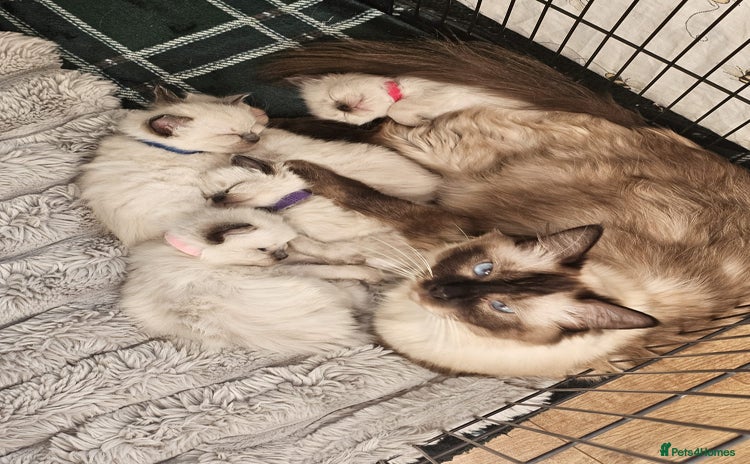 Ragdoll cats Ragdoll kittens  - Advert 4