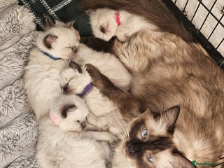 Ragdoll cats Ragdoll kittens - Advert 1