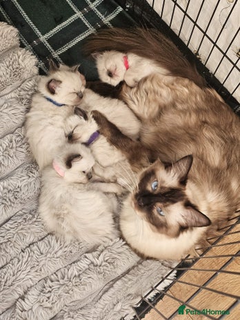 Ragdoll cats Ragdoll kittens - Advert 1
