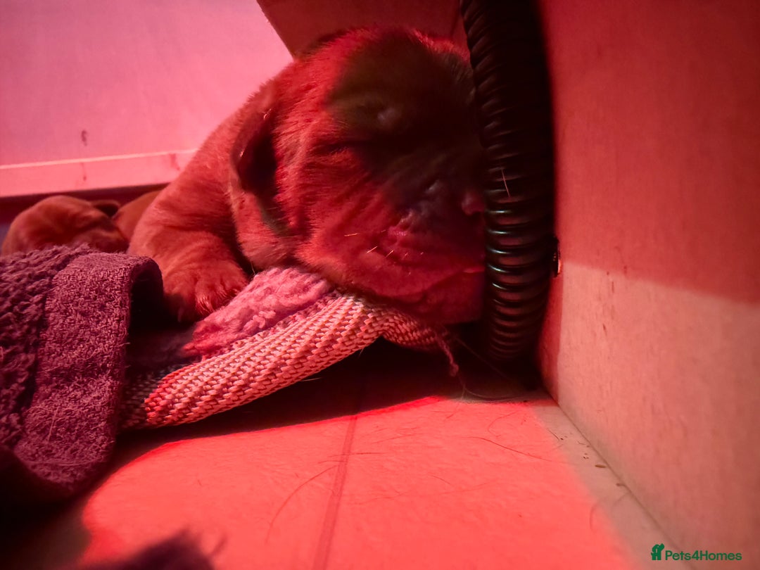 Dogue De Bordeaux dogs for sale: DOGUE DE BORDEAUX PUPPIES AVAILABLE 16/03/26 - Advert 27