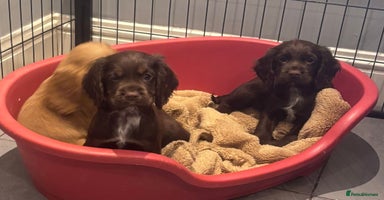 Cocker Spaniel dogs - Advert 3