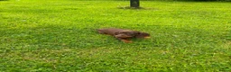 Miniature Dachshund dogs for sale: Beautiful Miniature Dachshunds 🐾 in Wednesbury - Advert 10
