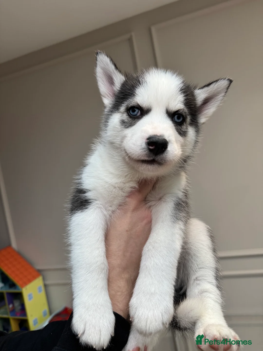 Siberian Husky dogs for sale: 1 KC REG SIBERIAN PUP LEFT (BOY)READY NOW - Advert 24