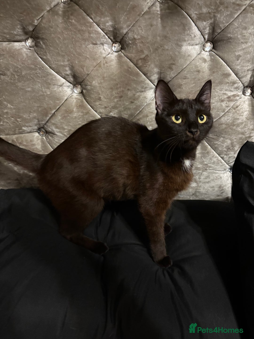 Mixed Breed cats for sale: 4 stunning Bombay X Norwegian kittens for sale - Advert 6