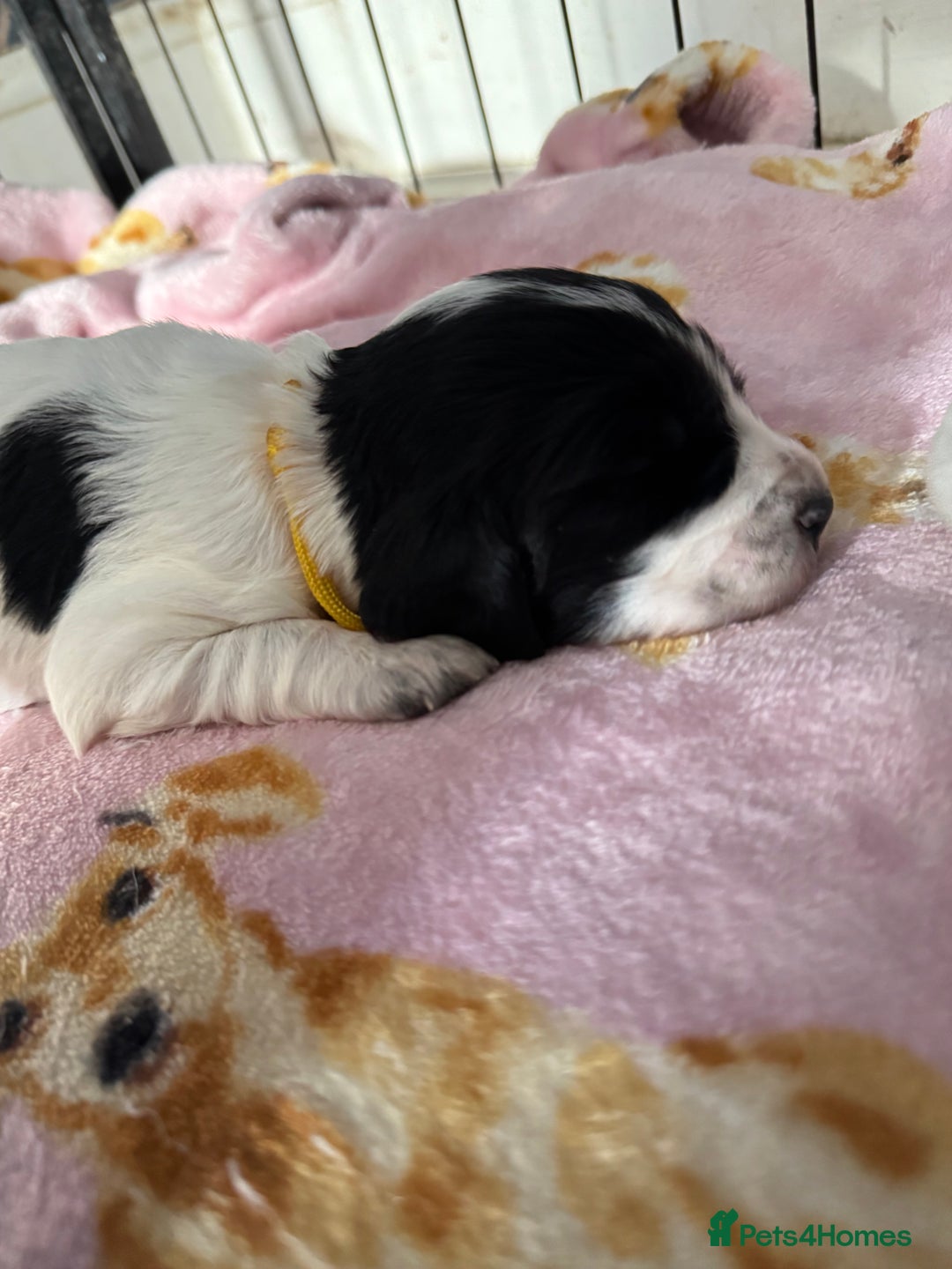 Sprocker dogs for sale: Beautiful Sprocker spaniel puppies ALL GIRLS - Image 11
