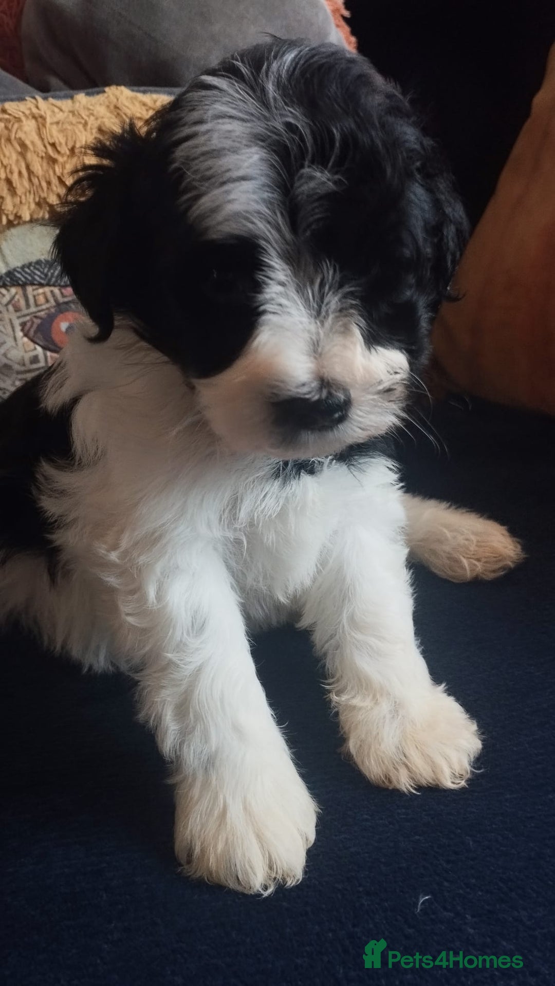 Miniature Schnauzer dogs for sale: LAST BOY - Miniature Schnauzer  - Advert 2