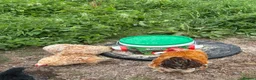 Chickens poultry for sale: Trio of Buff mottled Pekin bantams  - Advert 3