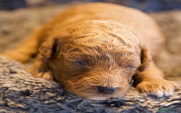 Cavapoo dogs for sale: Gorgeous F1B Fox Red Cavapoo Puppies - Image 32